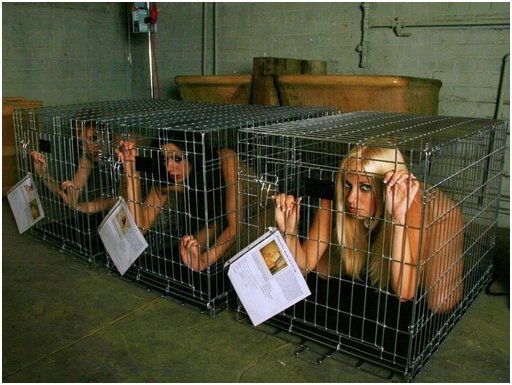 Three naked girls in wire dog kennel cages with their papers attached to the front